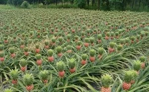 Campo coltivato ad ananas con le piante allineate e i frutti in maturazione