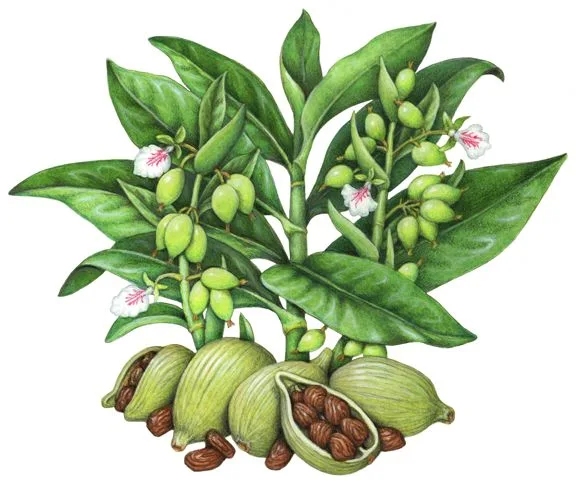 Tavola botanica della pianta del cardamomo con foglie, fiori bianchi e rosa, frutti verdi e capsule aperte con i semi scuri