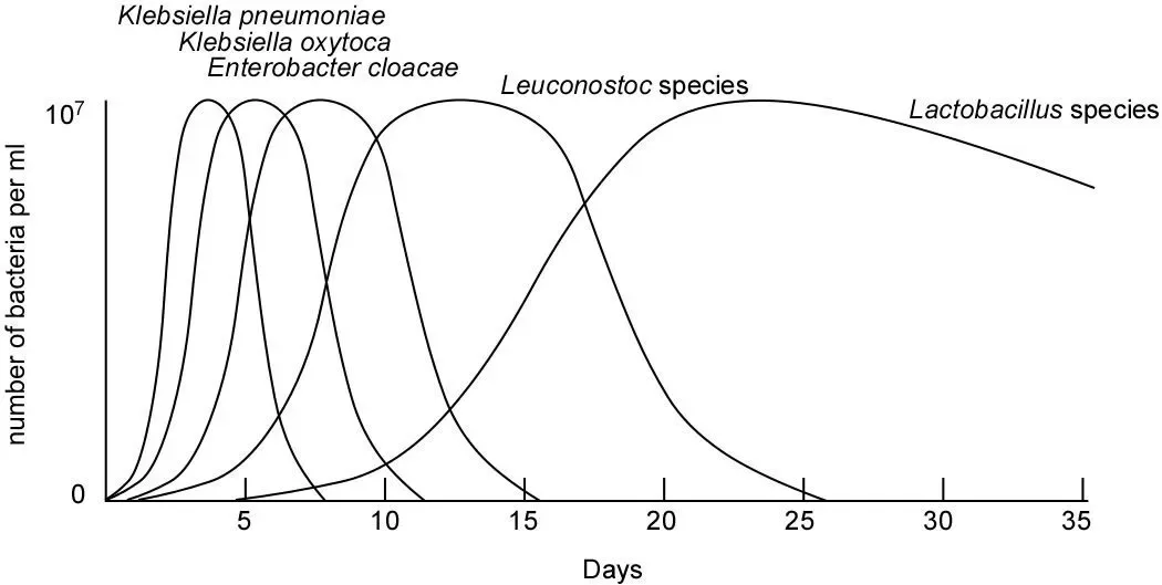 Grafico della successione microbica in 35 giorni: enterobatteri nei primi giorni, poi Leuconostoc, infine Lactobacillus