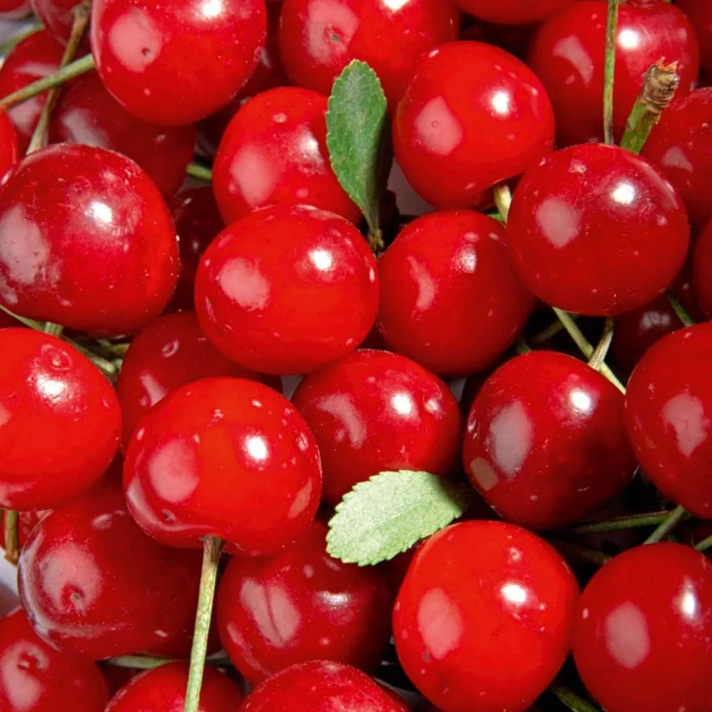 Ciliegie acide di colore rosso vivo, tonde e lucide, con alcune foglie