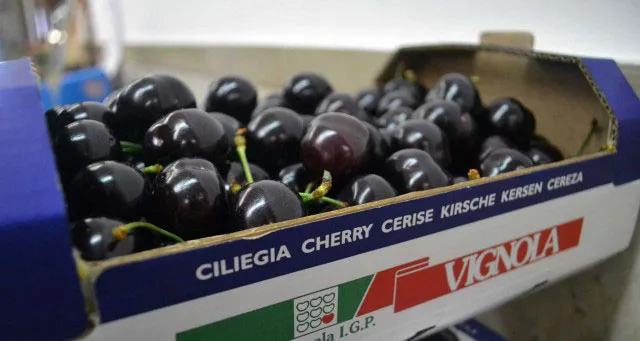 Una cassetta di duroni di Vignola IGP, ciliegie grandi e di colore rosso scurissimo