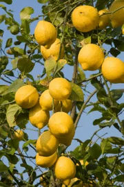 Limoni maturi sull'albero