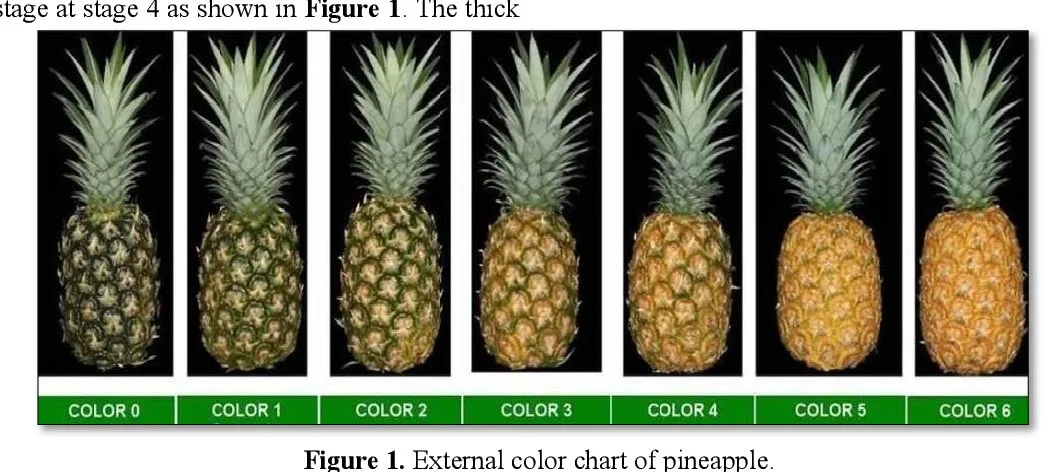 Diversi punti di maturazione dell'ananas, dal verde al giallo