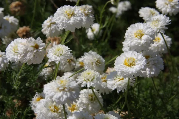 Fiori di camomilla romana coltivata, bianchi e doppi, quasi senza disco giallo