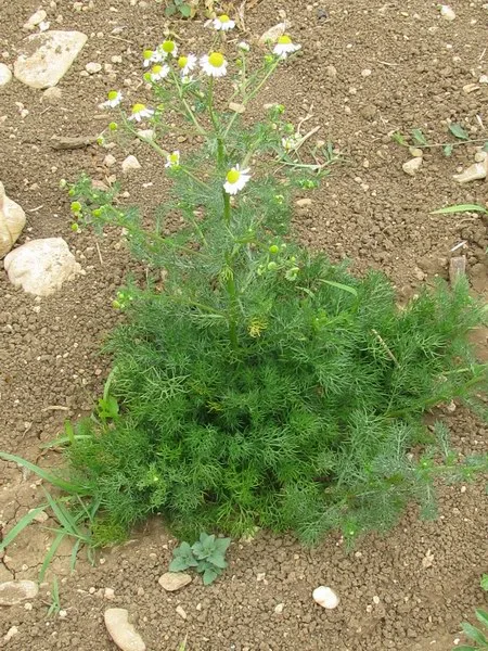 Una pianta di camomilla comune in un campo, con le foglie sottili verde chiaro e i fiori in cima ai peduncoli