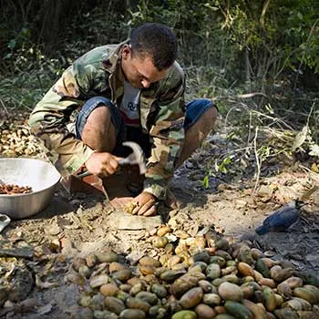 Un raccoglitore accovacciato nella foresta rompe con un martello i frutti di tonka per estrarre i semi