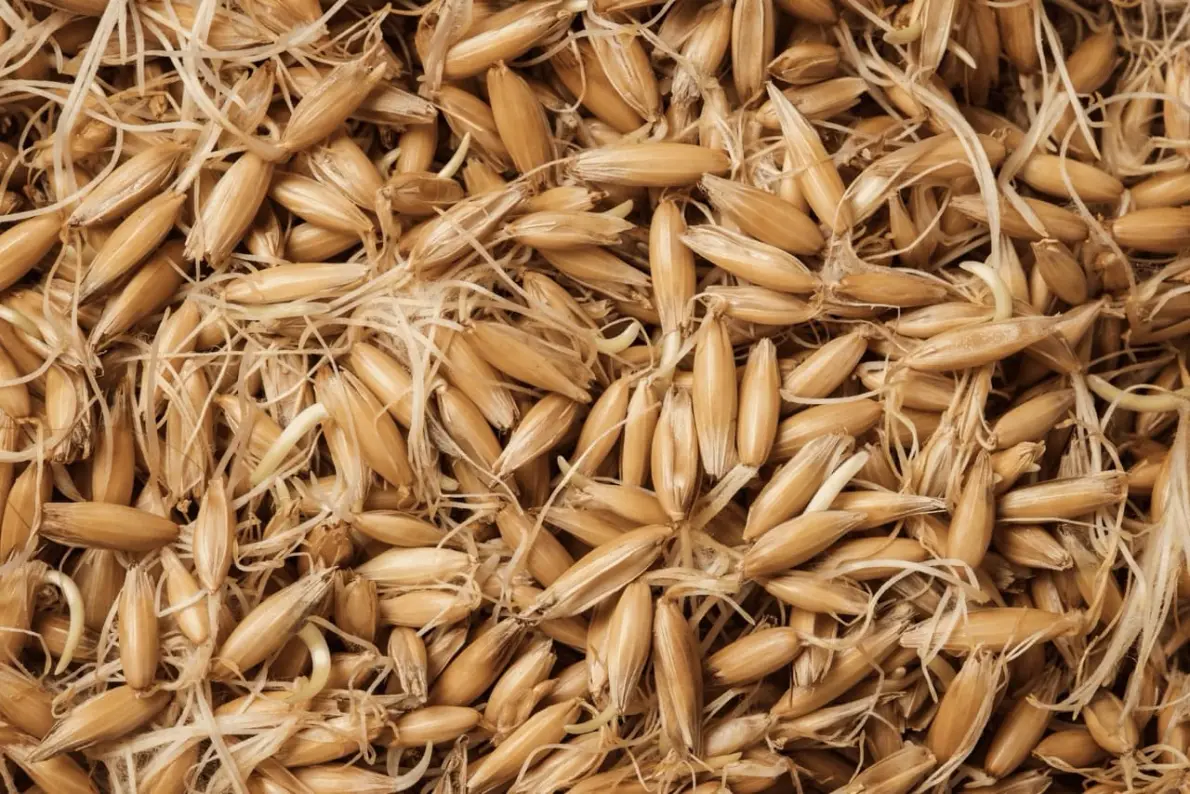 Chicchi di avena germinati, con i germogli visibili
