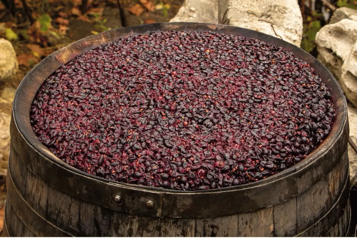 Fermentazione alcolica: che cos'è e come funziona