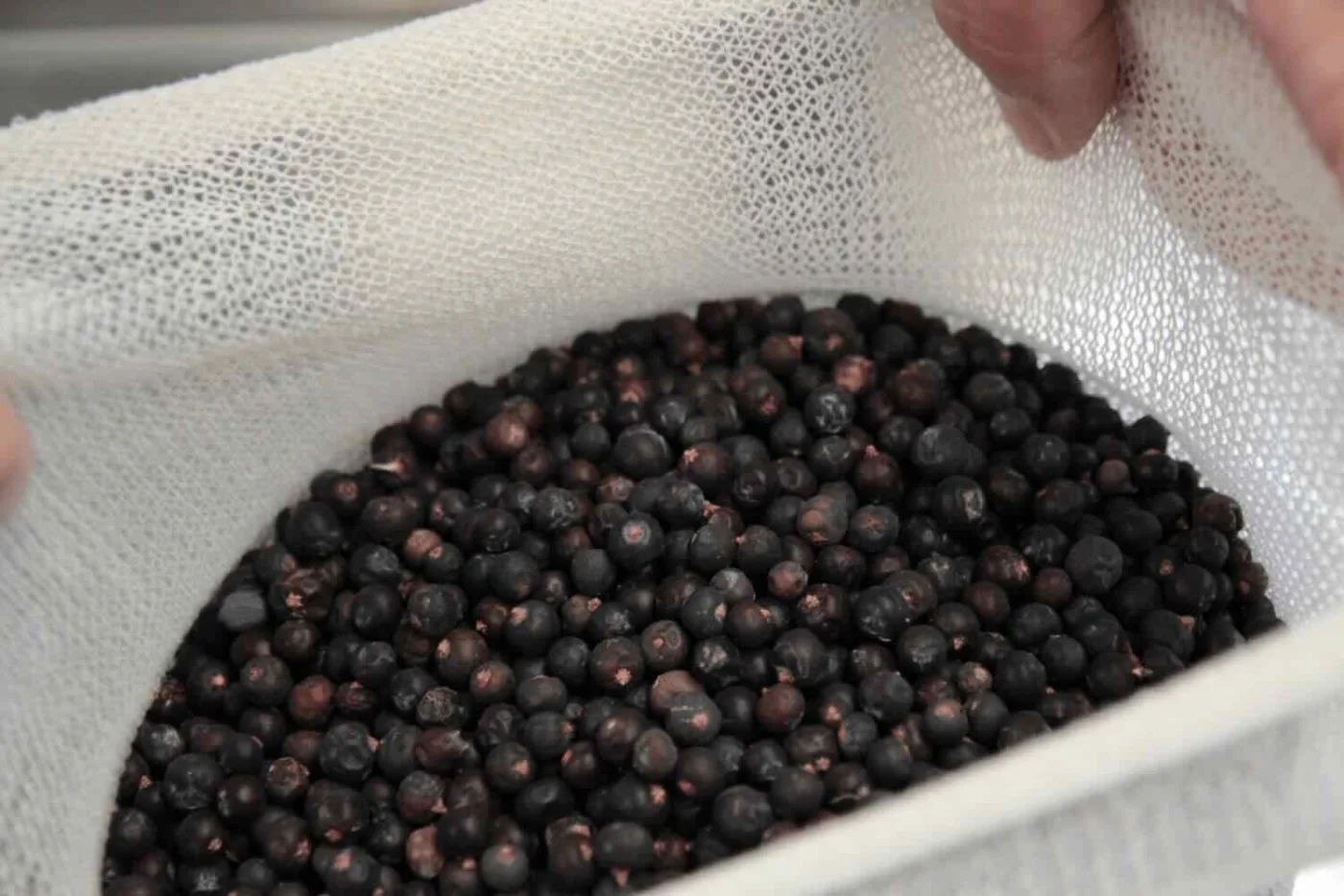 del ginepro per produrre gin
