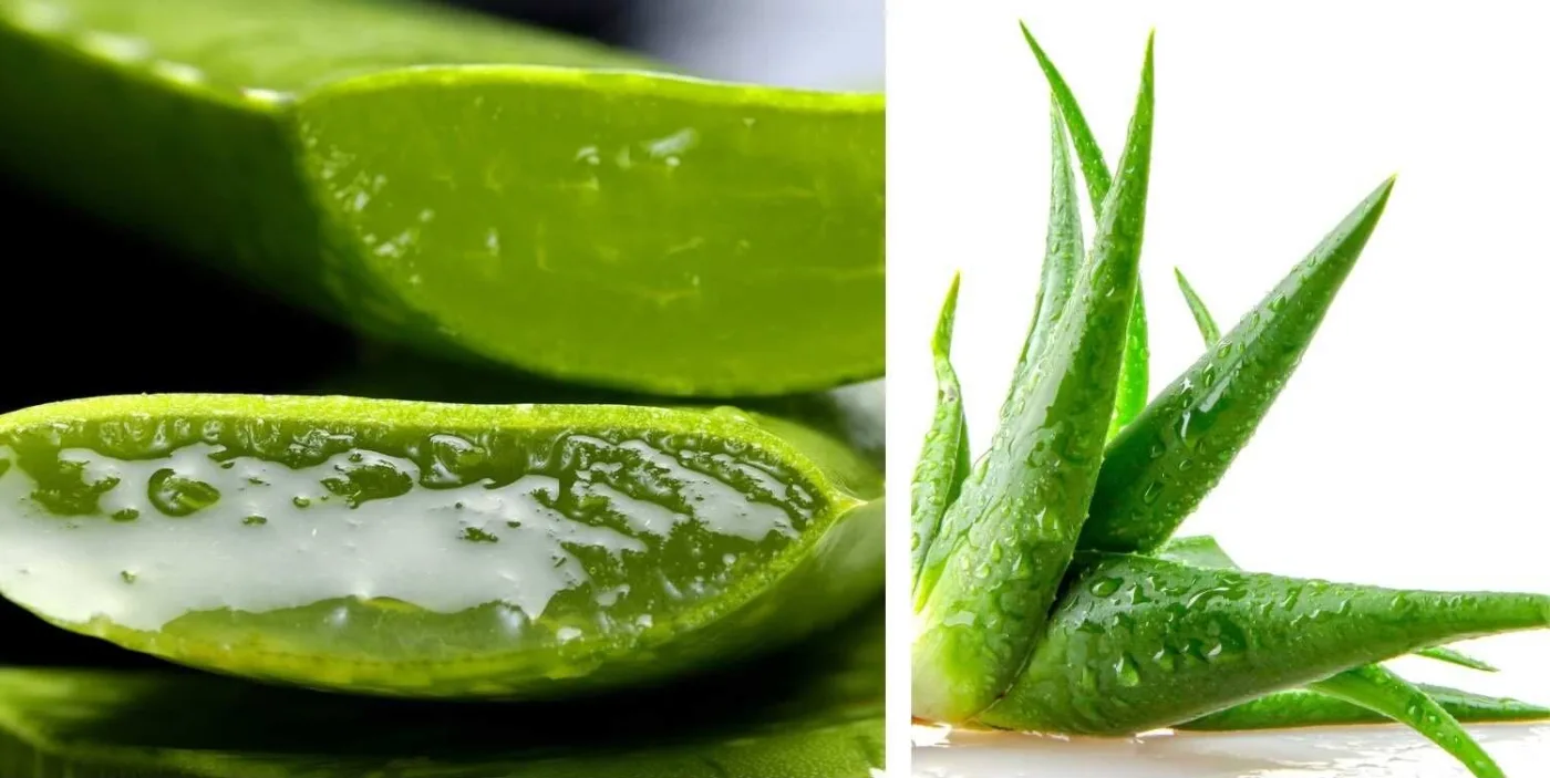 Due immagini di foglie di aloe vera: a sinistra le foglie sezionate con il gel trasparente, a destra la pianta intera con gocce d'acqua