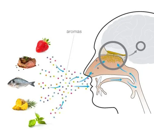 Rappresentazione delle componenti aromatiche di un alimento e delle loro connessioni