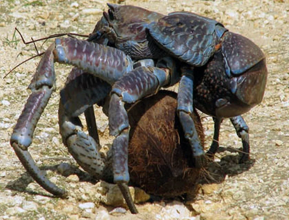 Un granchio del cocco (Birgus latro) aggrappato a una noce di cocco sul terreno