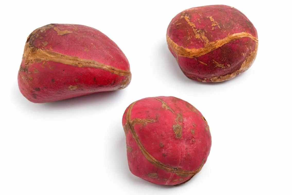 Noci di Kola