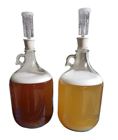 Damigiana di idromele in fermentazione con gorgogliatore