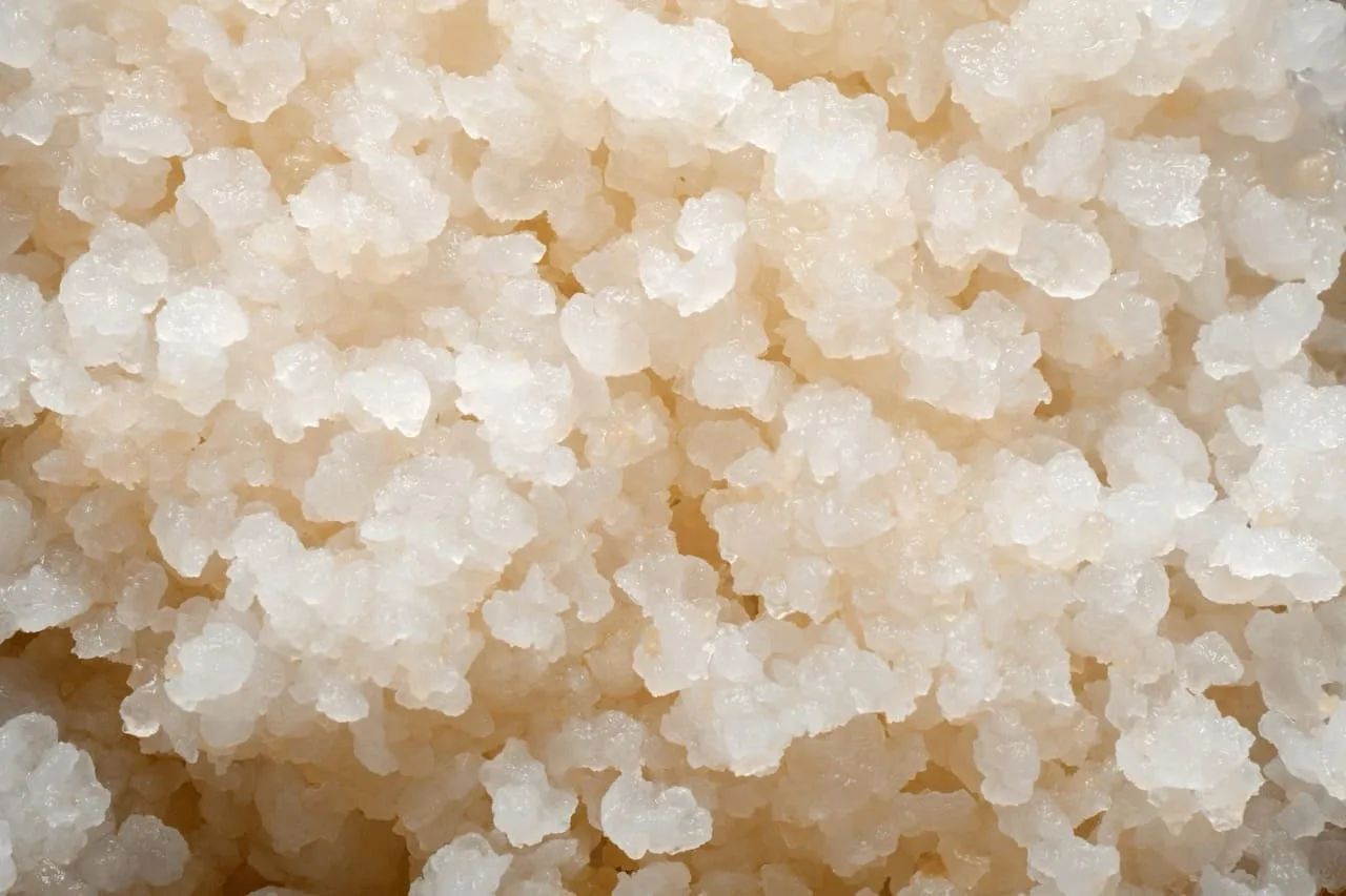 Grani di kefir d'acqua (tibicos) visti da vicino: agglomerati gelatinosi traslucidi di colore chiaro