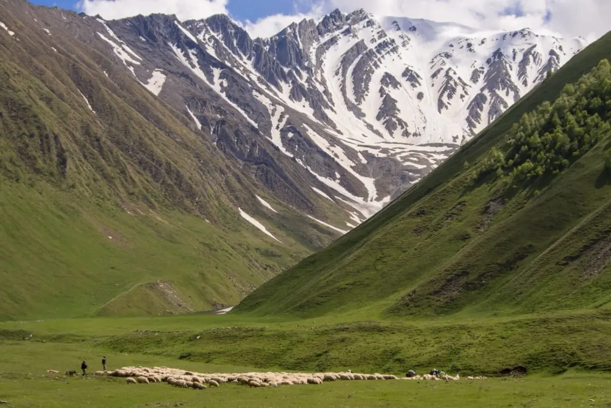 Vallata verde del Caucaso con un gregge di pecore e montagne innevate sullo sfondo
