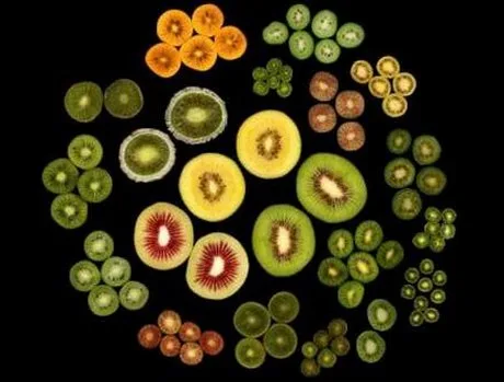 Molte varietà di kiwi tagliate a metà su fondo nero: polpa verde, gialla, rossa e frutti di dimensioni diverse