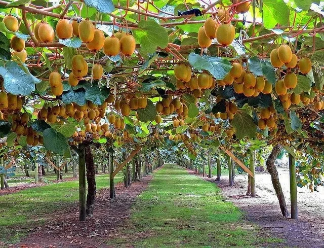 Un frutteto di kiwi con le piante rampicanti allevate a pergolato e i frutti che pendono dai rami