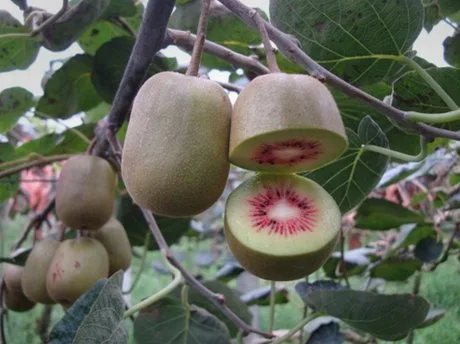 Kiwi a polpa rossa ancora sulla pianta, uno tagliato a metà mostra il cuore rosso intorno ai semi