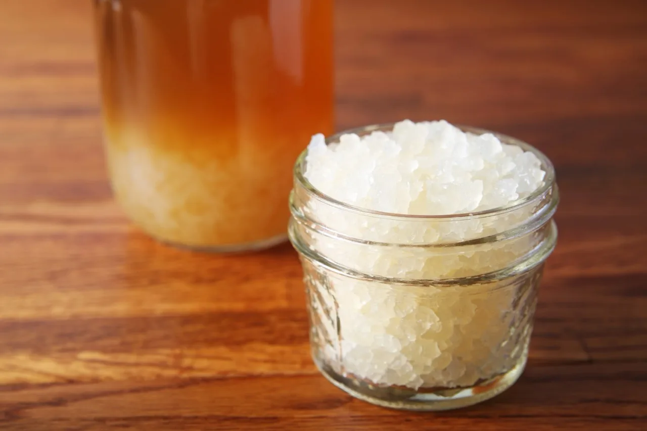 Grani di kefir d'acqua, i tibicos, trasparenti e gelatinosi