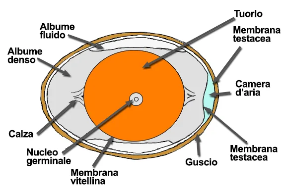 Schema della struttura dell'uovo con guscio, membrane, albume fluido, albume denso, tuorlo e camera d'aria