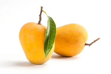 Due mango Alphonso a buccia gialla con una foglia verde, su fondo bianco