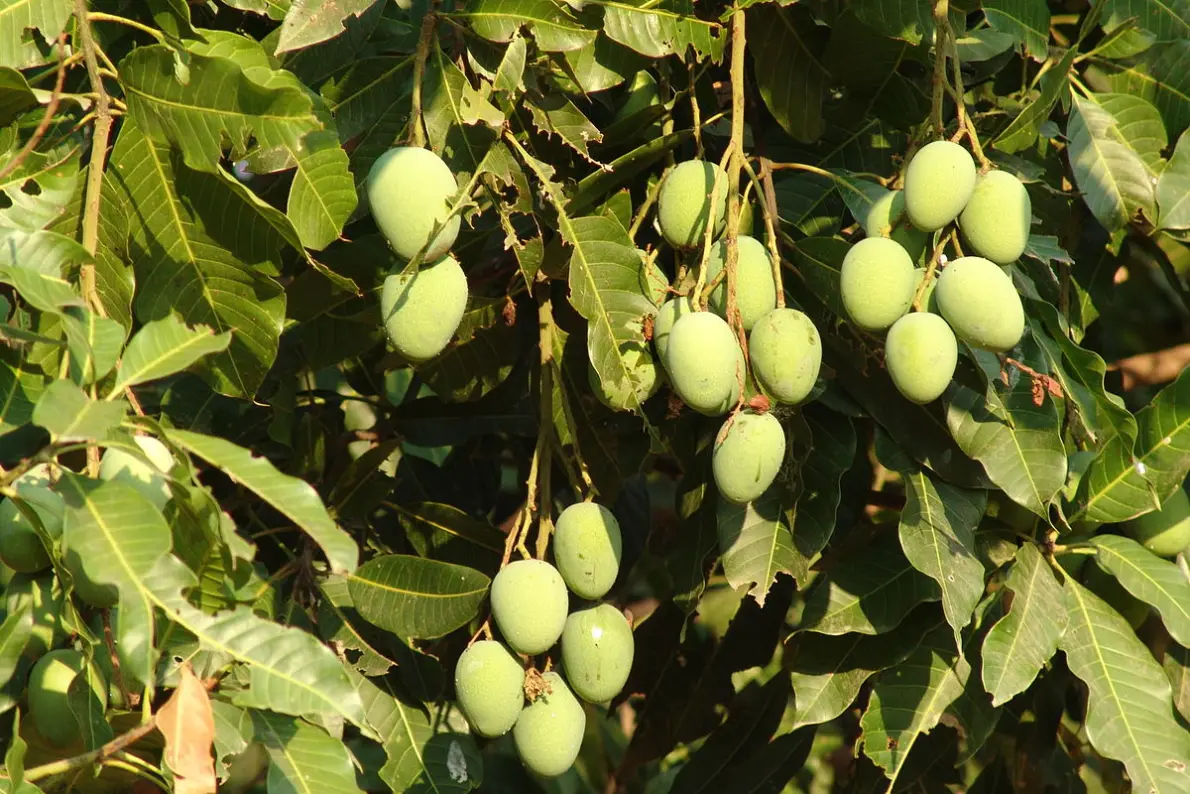 Grappoli di mango ancora verdi e acerbi che pendono dai rami di una pianta di mango tra le foglie lanceolate