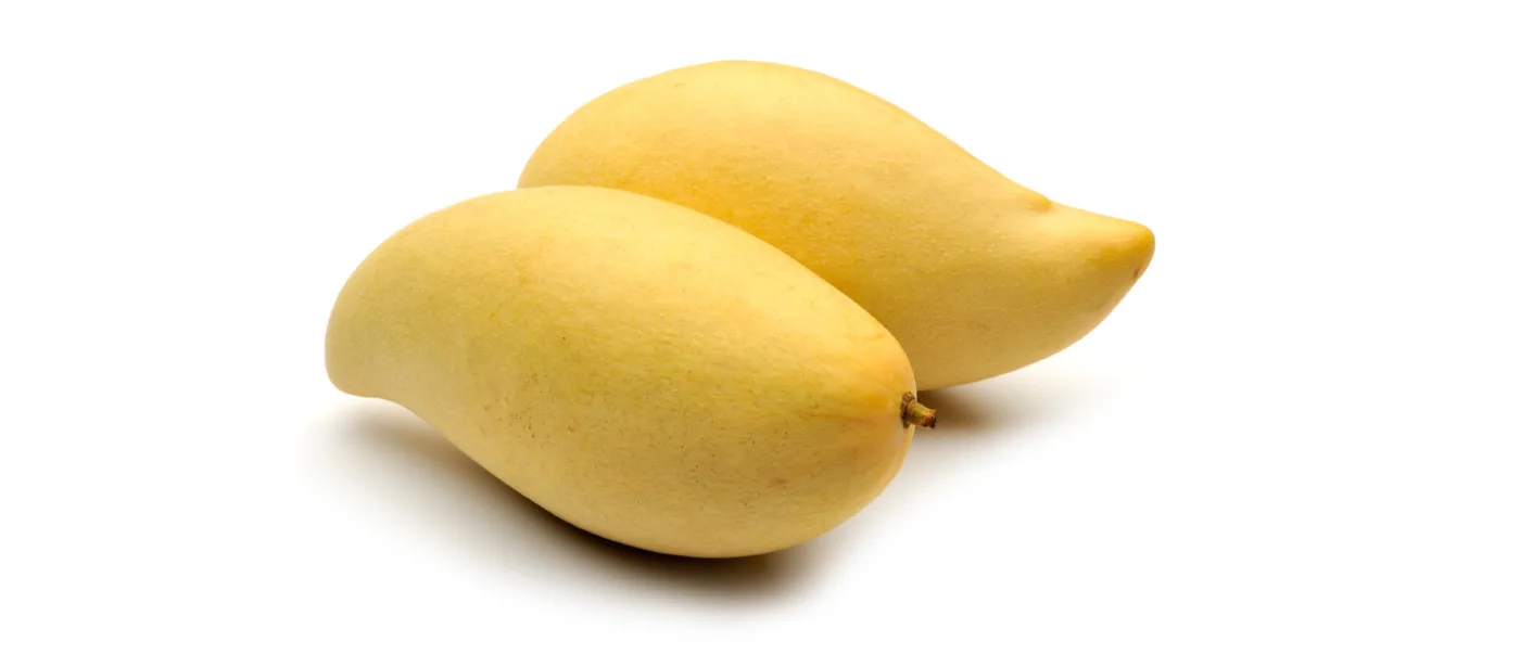 Due mango Nam Doc Mai, allungati e a buccia gialla, su fondo bianco
