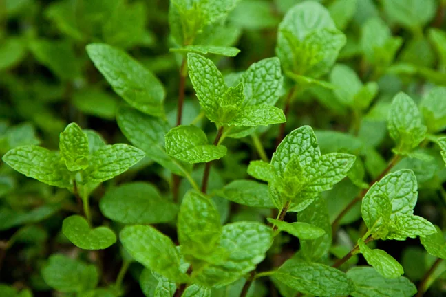 Piante di Mentha x villosa con foglie arrotondate e gambi rossastri