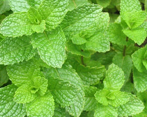 Foglie di Mentha spicata dal profilo seghettato viste dall'alto