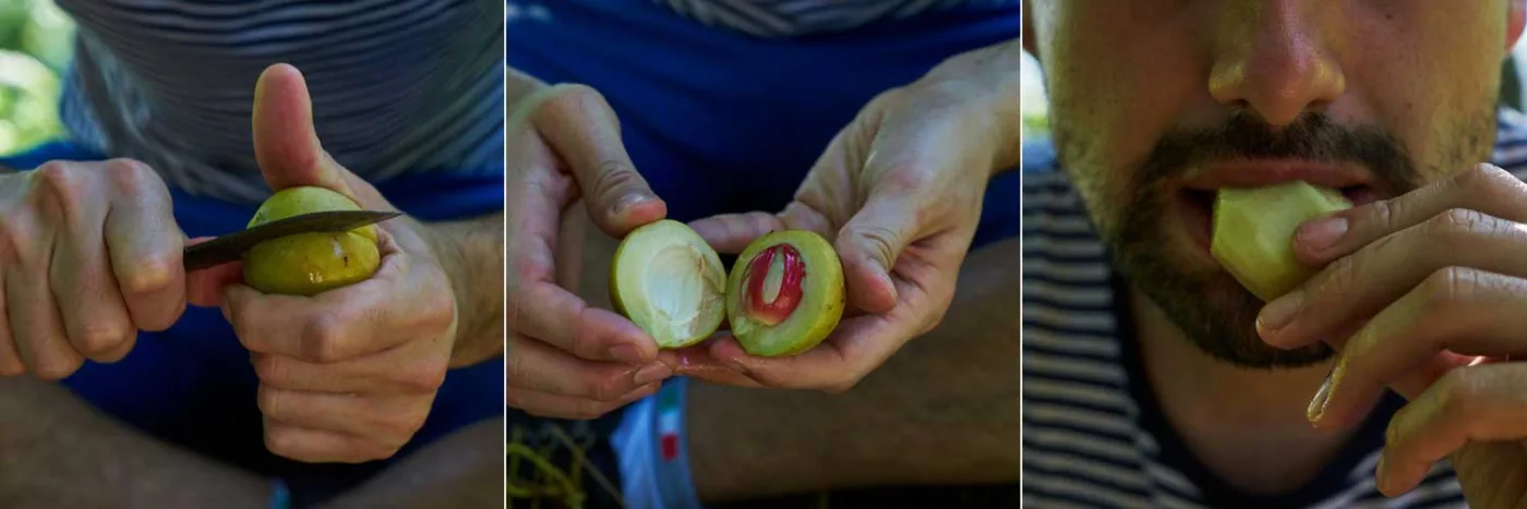 Tre foto: un frutto di noce moscata tagliato con un coltello, il frutto aperto con il seme e il macis, e un assaggio della polpa