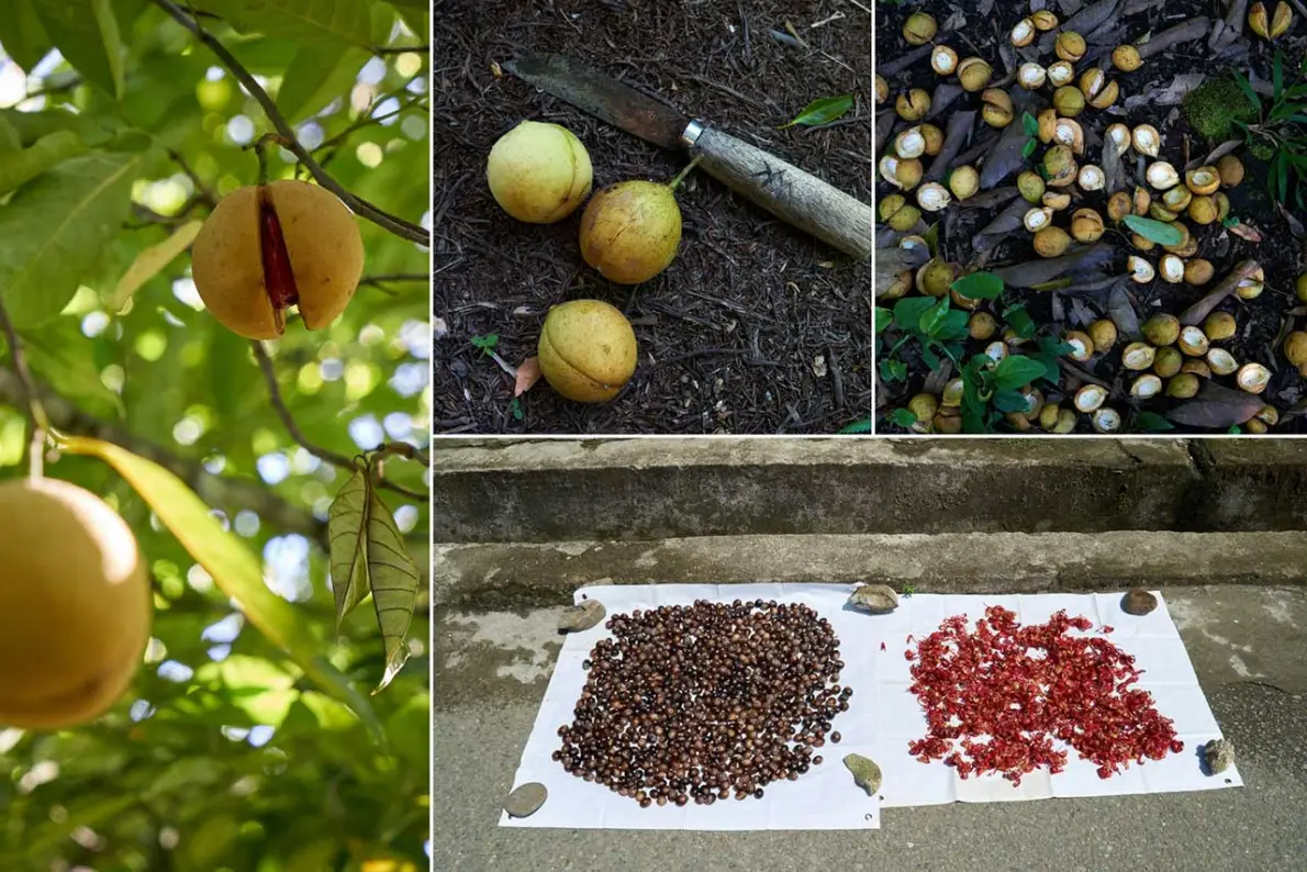 Collage della raccolta: frutti di noce moscata aperti sull'albero, frutti caduti a terra e semi e macis stesi ad essiccare al sole su teli bianchi