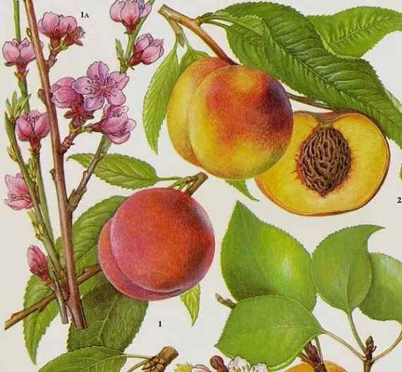 Tavola botanica del pesco con i fiori rosa, le foglie, i frutti interi e una pesca tagliata con il nocciolo
