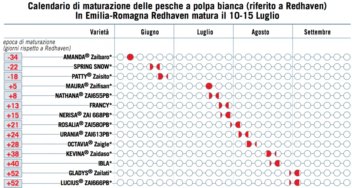 Calendario di maturazione delle pesche a polpa bianca in Emilia-Romagna, da giugno a settembre, con le varietà riferite alla Redhaven