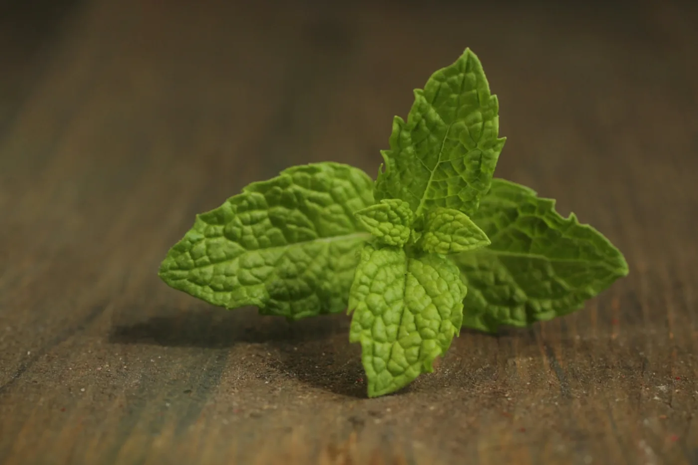Rametti di menta fresca per il Mojito